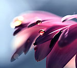 花瓣露珠