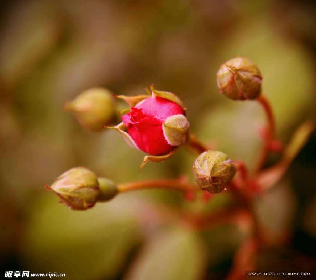 花蕾