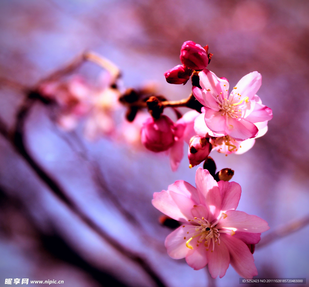 桃花