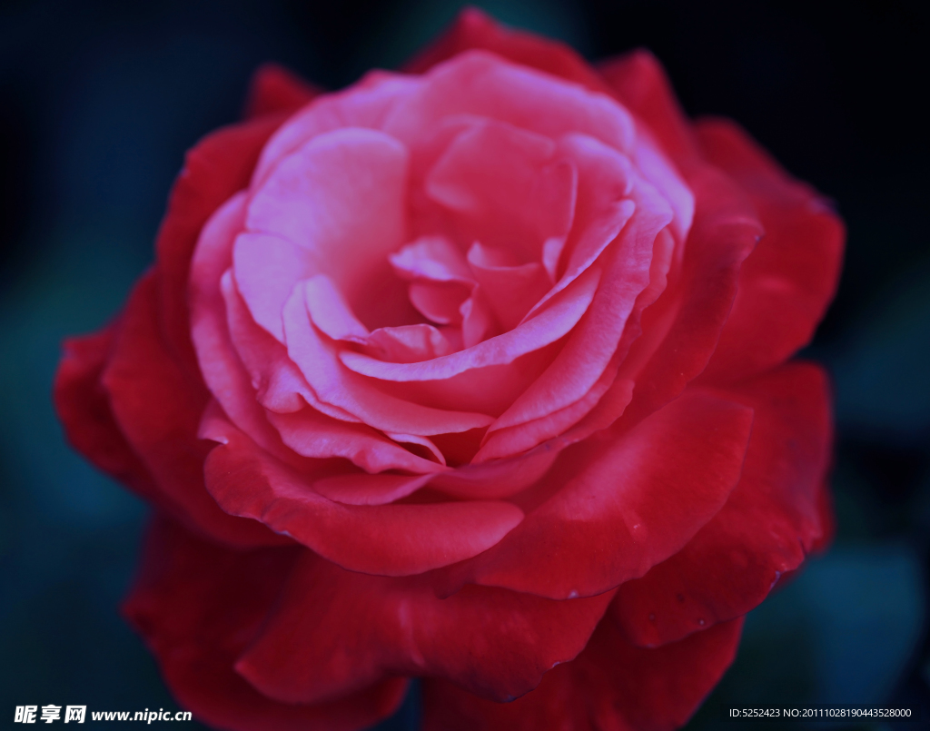 月季花