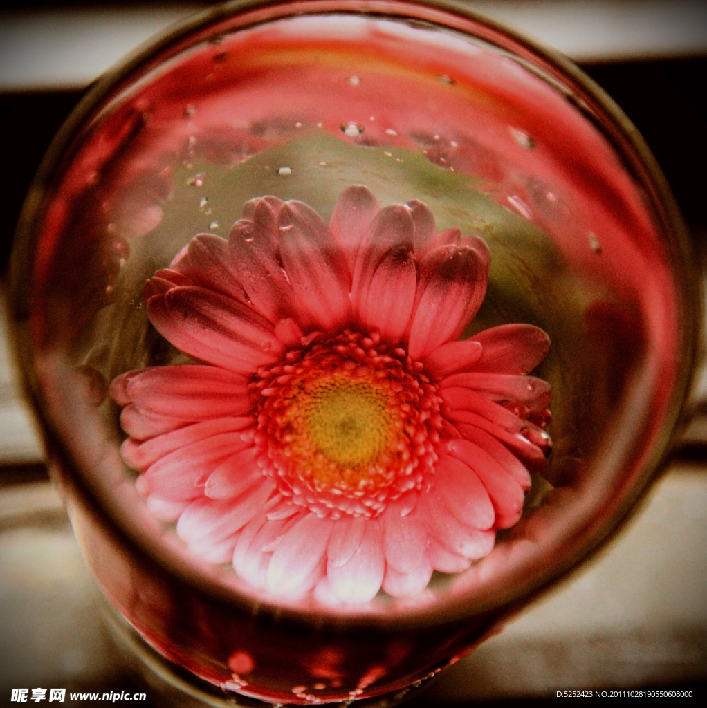 杯中菊花