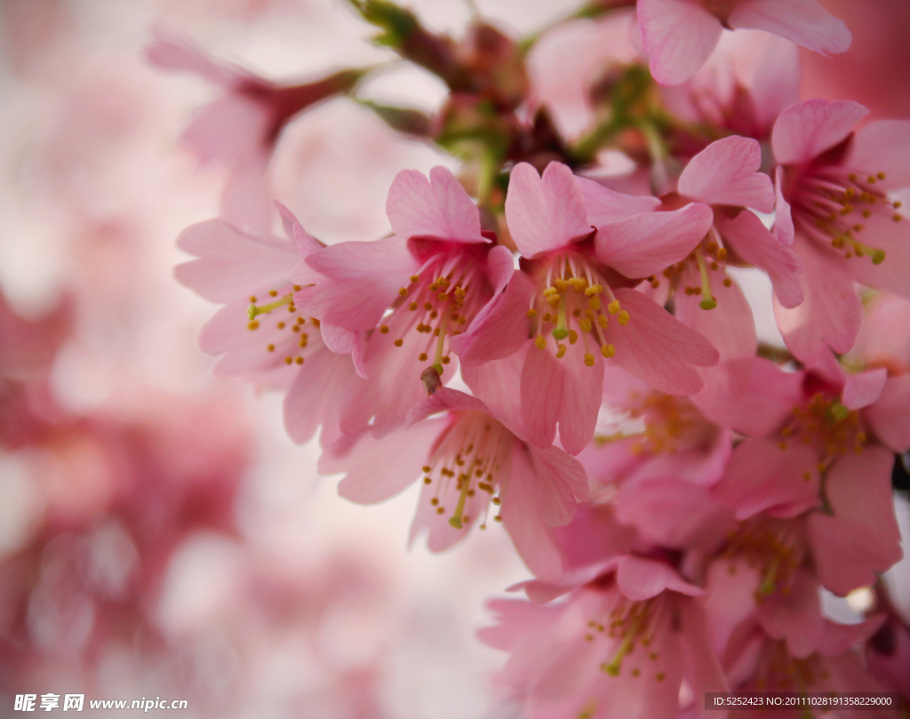 桃花