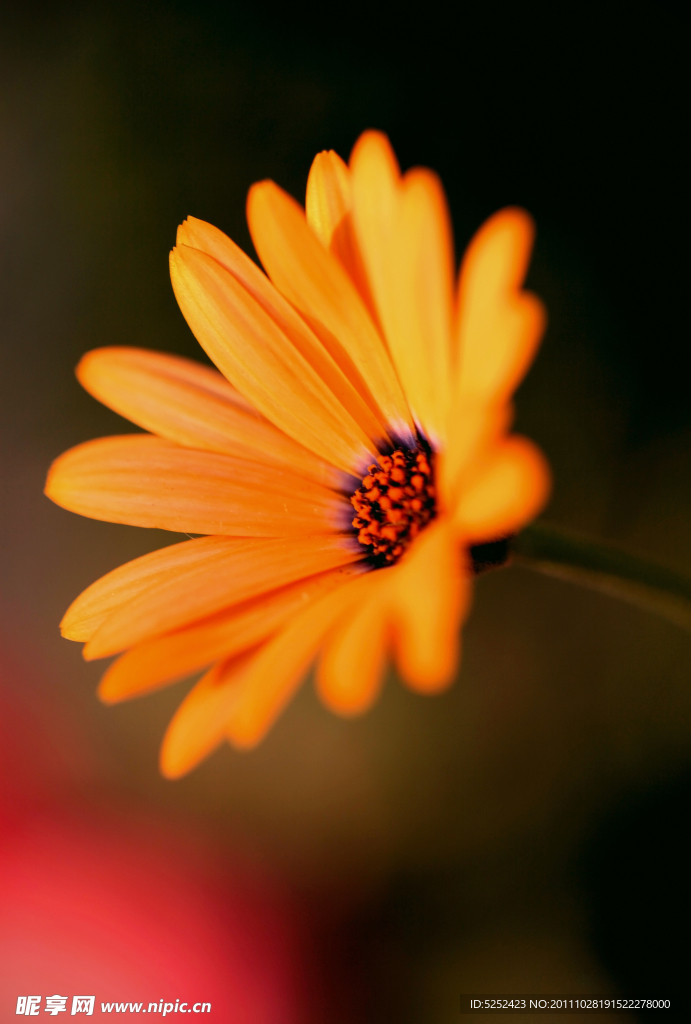 太阳菊