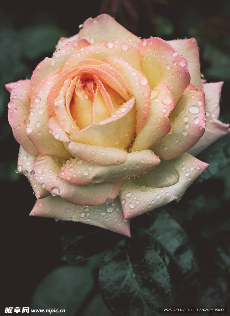月季花