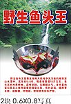 野生鱼头王