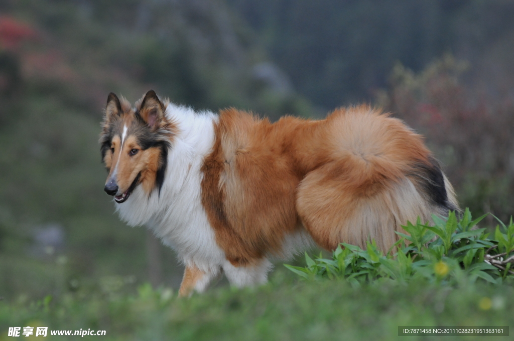 苏格兰牧羊犬