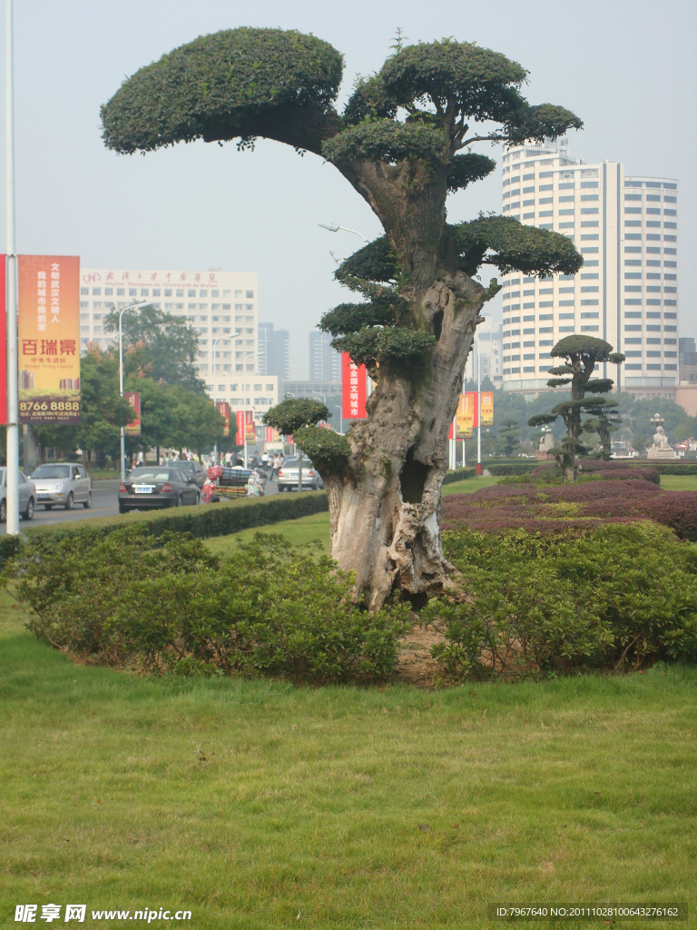 发财树