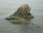 浮出水面的石头