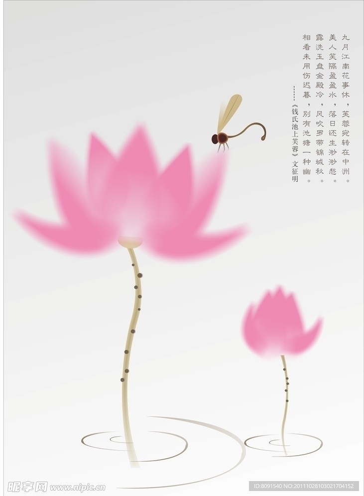 荷花