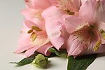 百合花