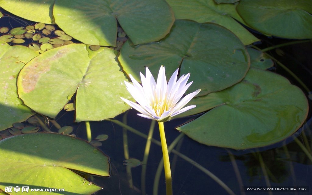 荷花芙蓉