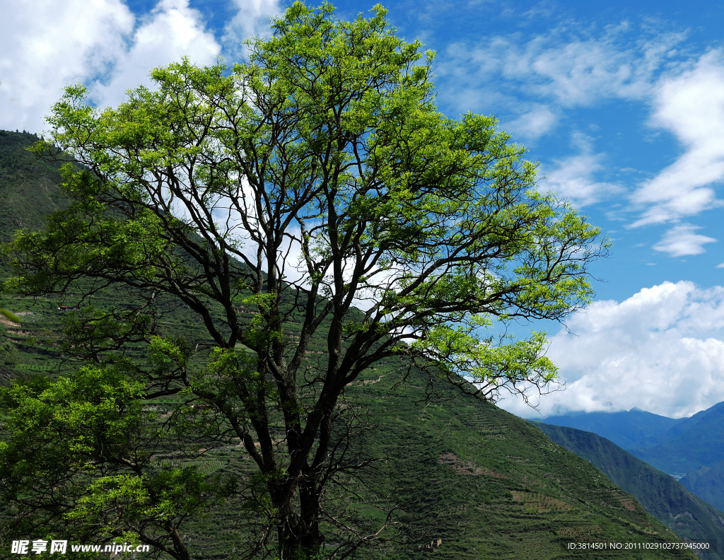 高山大树