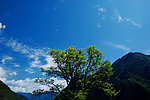 阳光下的高山古树