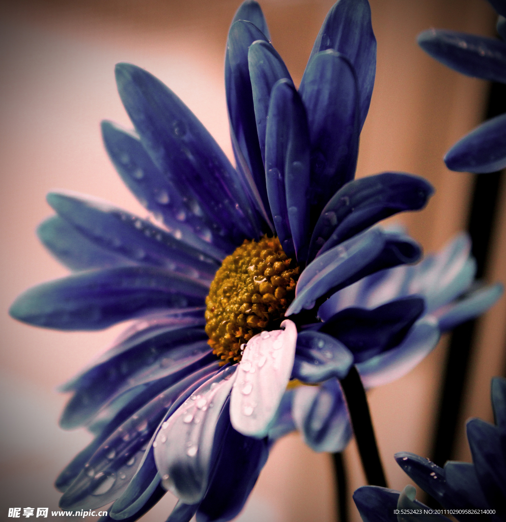 紫色菊花