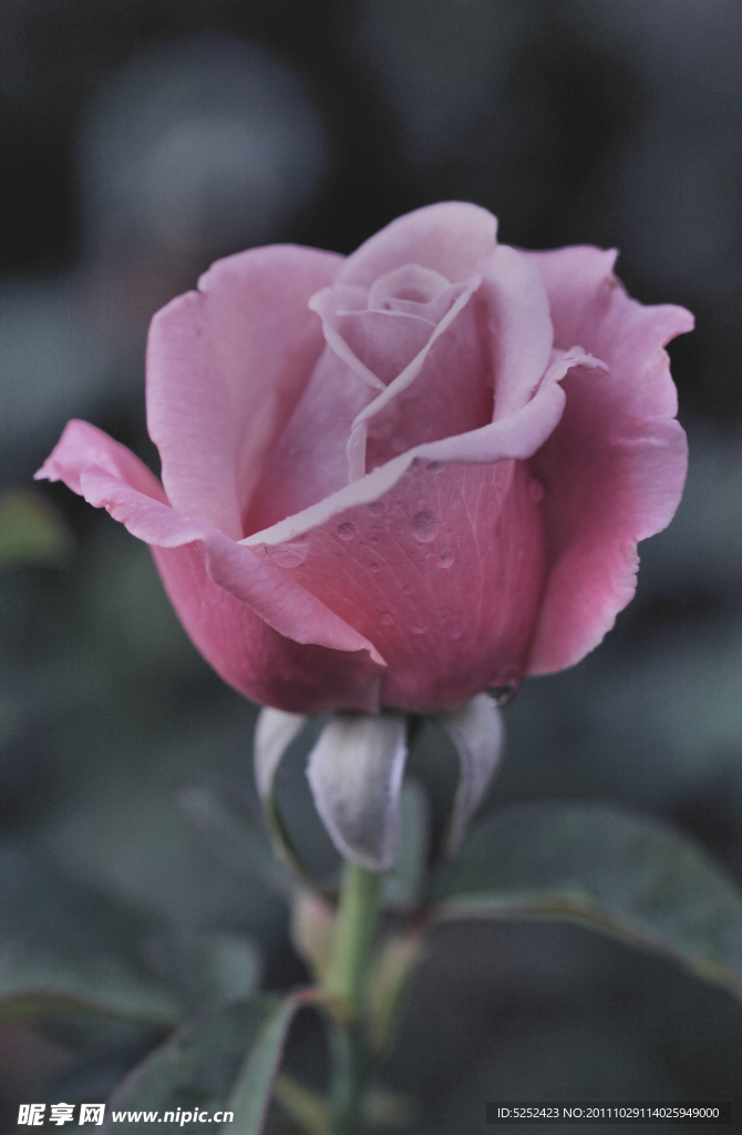 玫瑰花