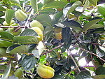 柿子树