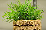 植物