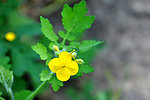 小黄花