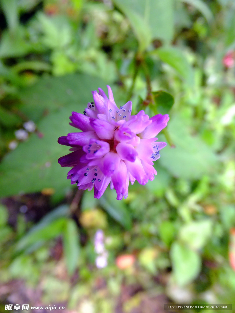 珍珠花