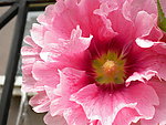 花蕊