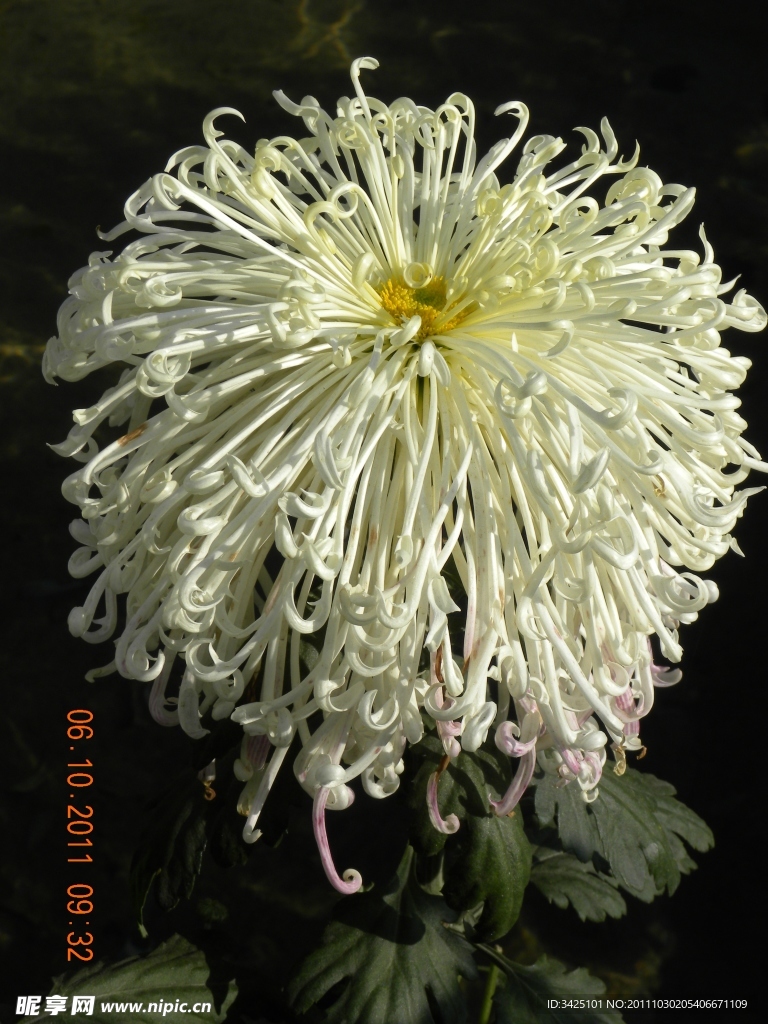 菊花