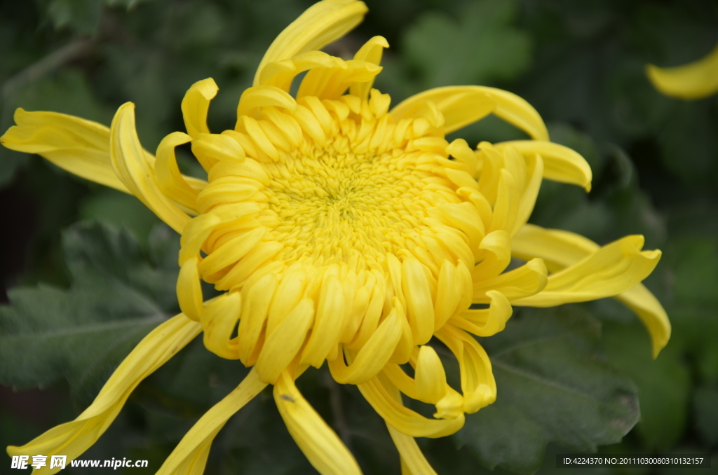 菊花