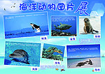 海洋动物