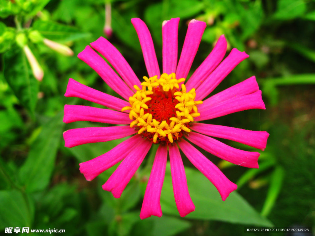 小野菊花