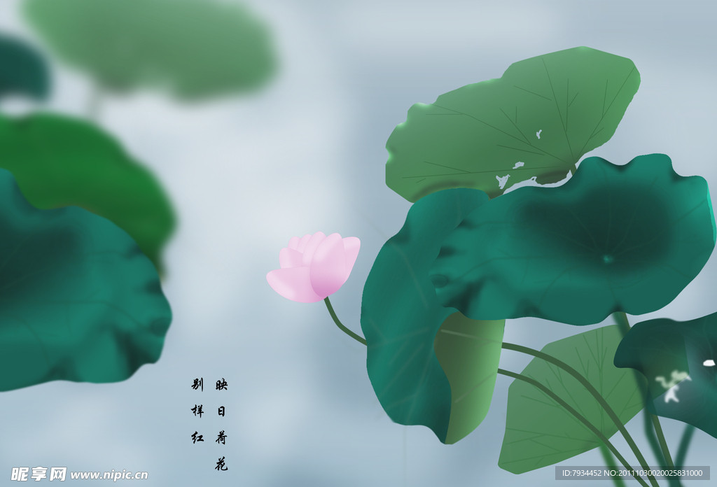 荷花