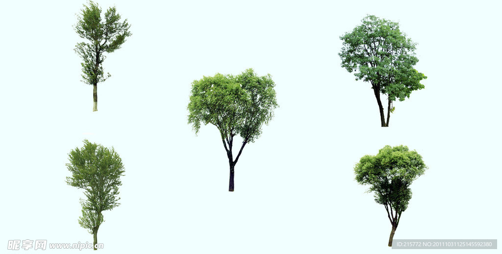 园林装饰树木