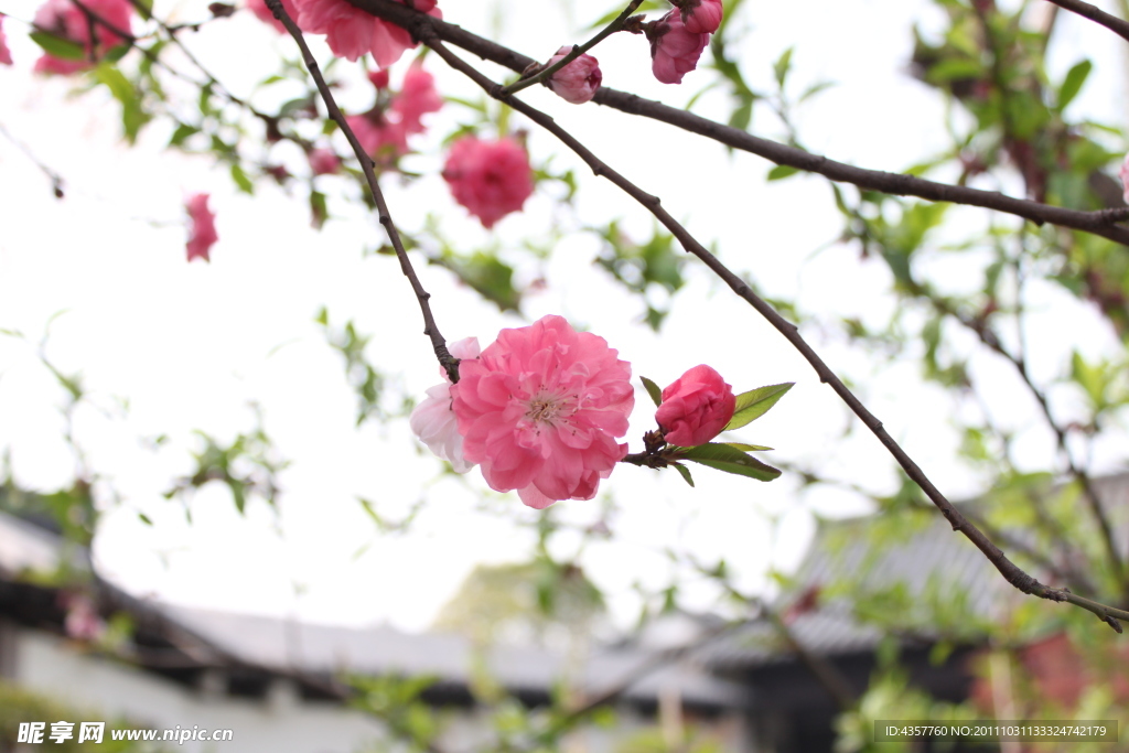 桃花