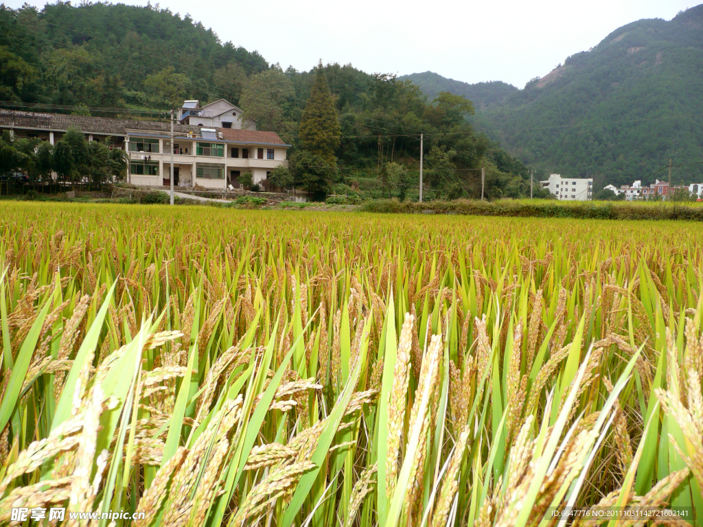 麦田风光