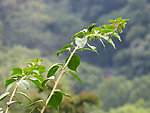枝叶 树枝