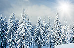 雪松