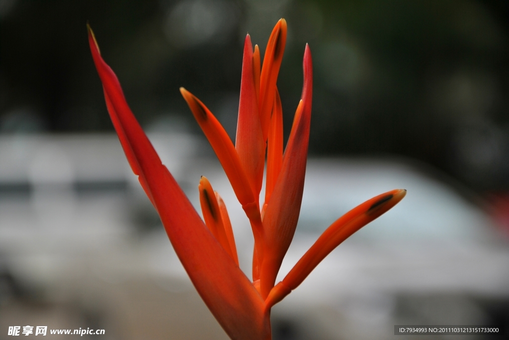 花草