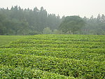 茶地