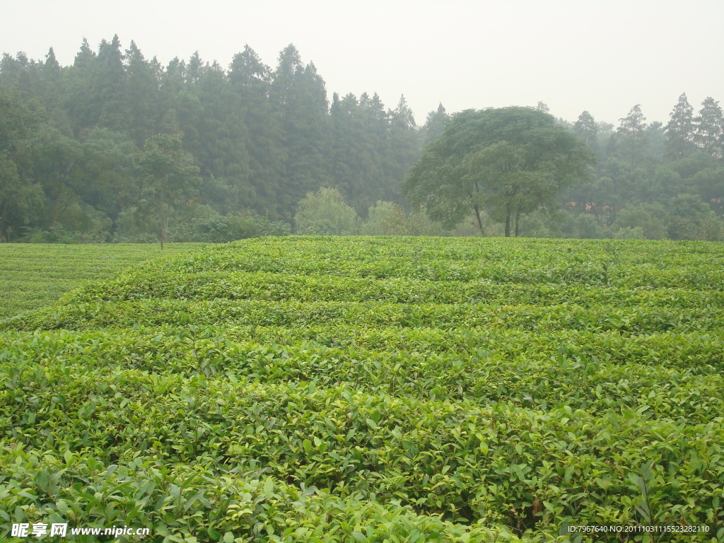 茶地