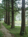 杉树