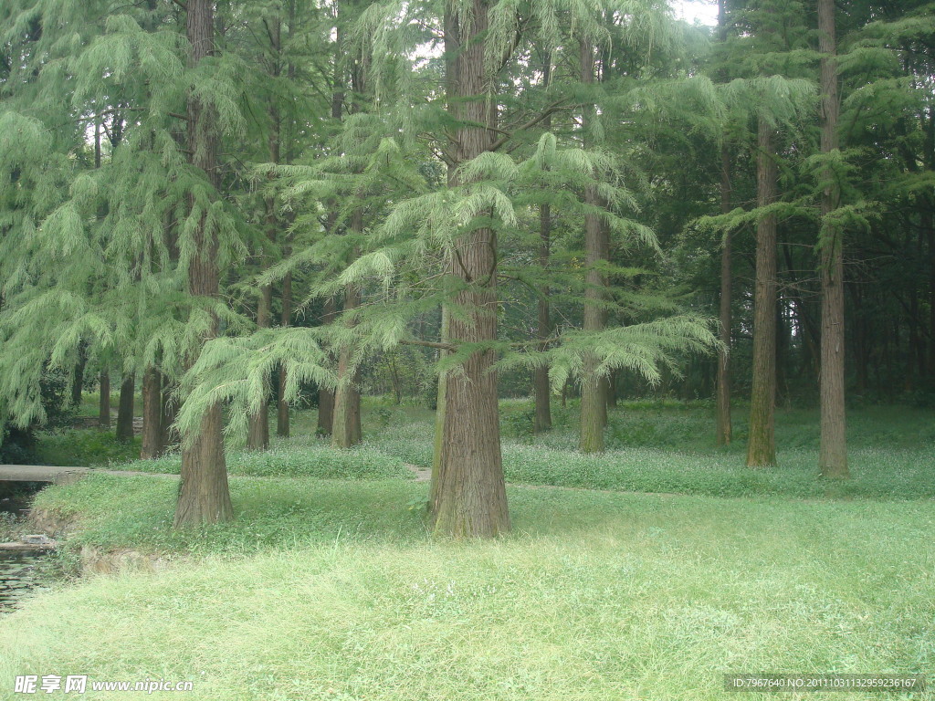水杉树