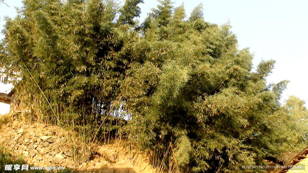 竹林