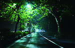 林荫下的公路