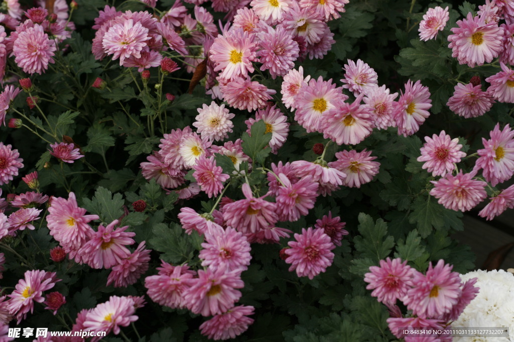 菊花