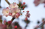 一簇梅花