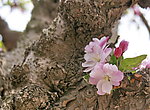 两朵桃花