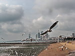 海鸥
