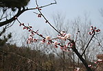 一枝梅花