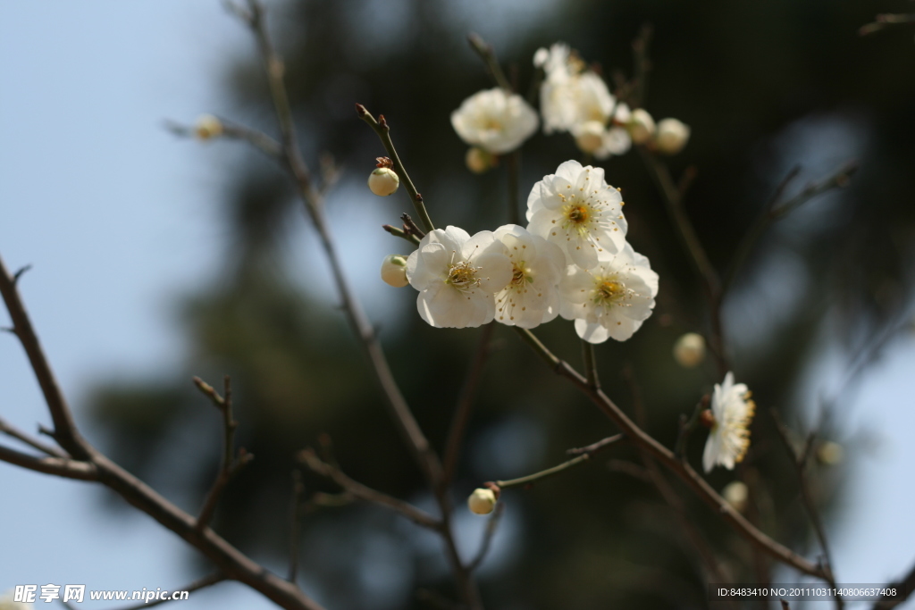 梅花