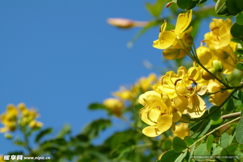 黃花