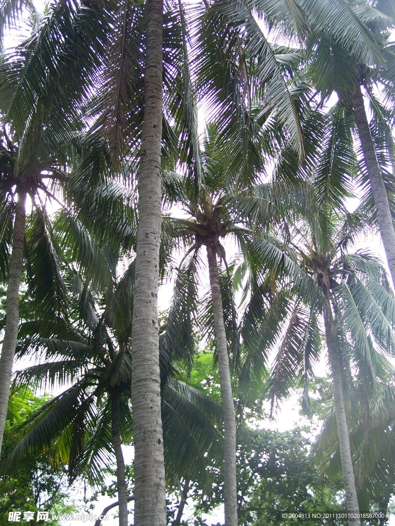 椰子树
