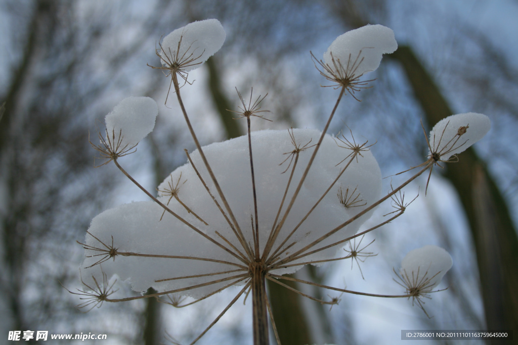 蒲公英 雪花